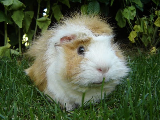 Guinea pigs are sweet and lovable pets.