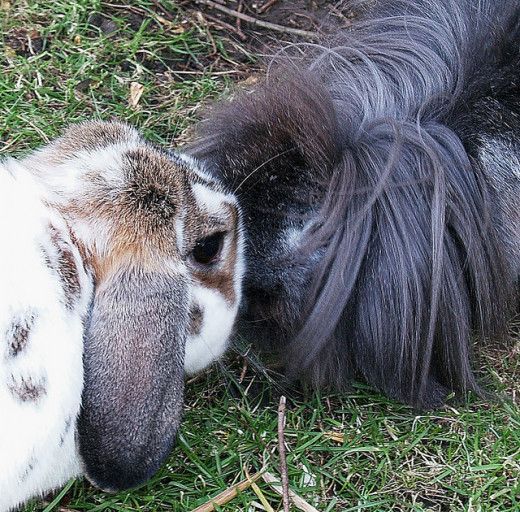 Rabbits in Dreams and the Rabbit as a Dream Symbol hubpages