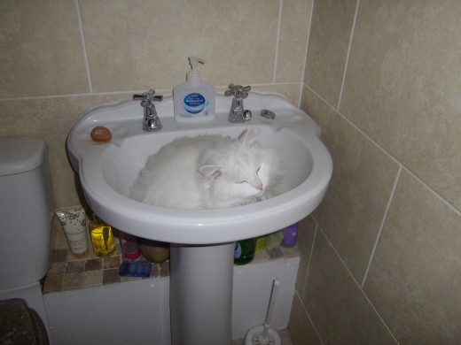 Cat sleeping in a bathroom sink