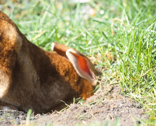 Rex rabbit burrowing