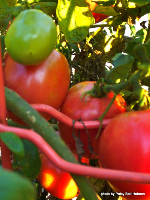 When growing tomatoes from seed, it is important to lable seeds right put of the packet.
