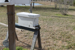 Honey Bees | How We Evacuated An Unwanted Honey Bee Colony