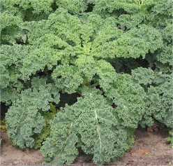 How to Grow Organic Kale