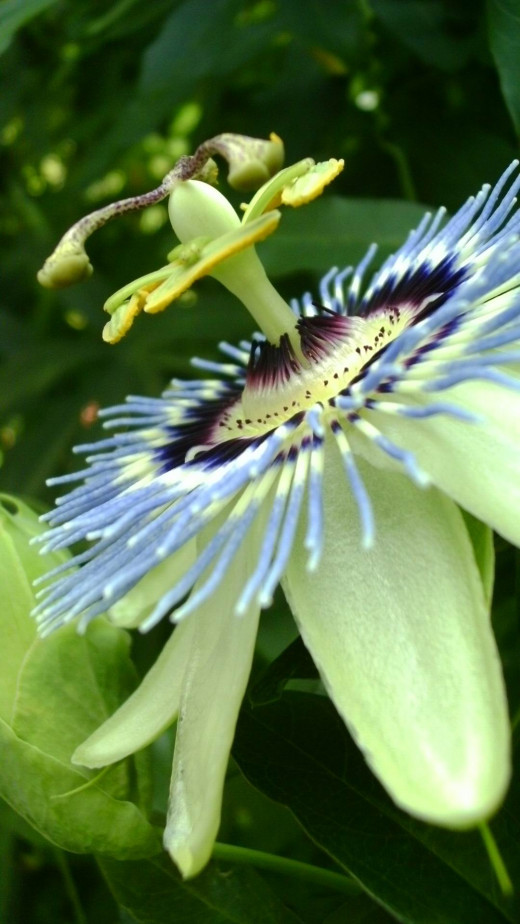 Close up of the odd structure of a passion flower