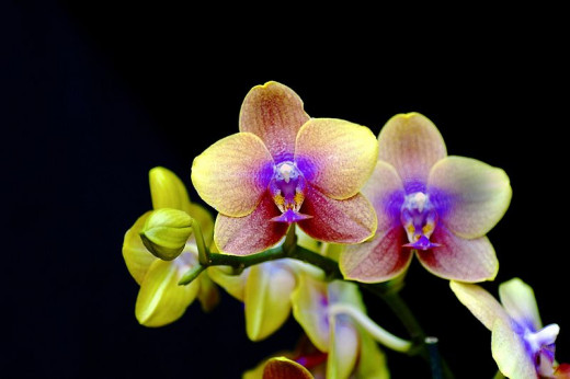  Orchids in the Chinese Jue Ju form of poetry