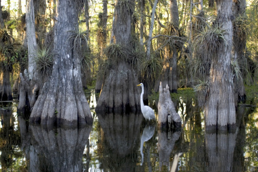 Everglades National Park: Cypress trees with the Great Egret or Ardea alba.