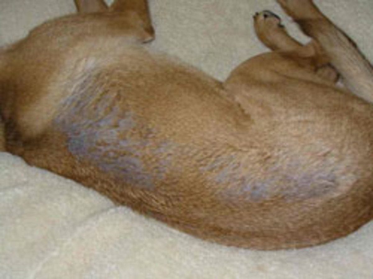 What are the treatments for scabies in dogs? | eHow UK