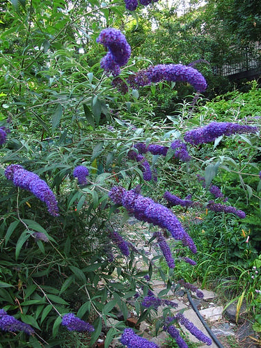 Leafy with robust flower spikes, this is what a butterfly bush should look like.