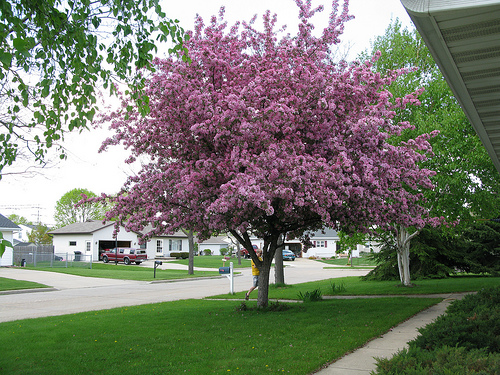 I love the size and irregular shapes of crabapple trees