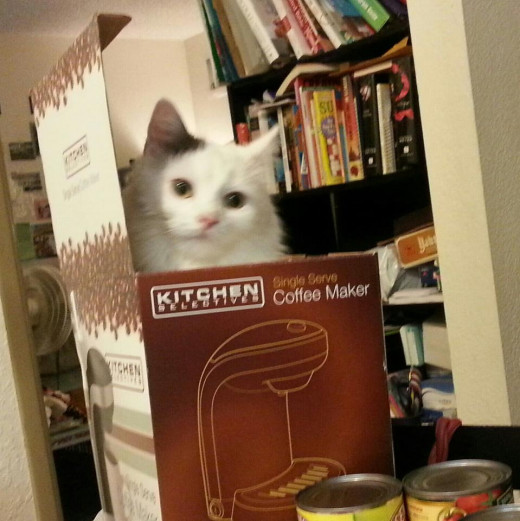 Get a pet and buy a single serve coffee maker!
