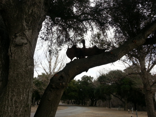 Pterodactyl in a tree. Art by Ricardo Berceda 
