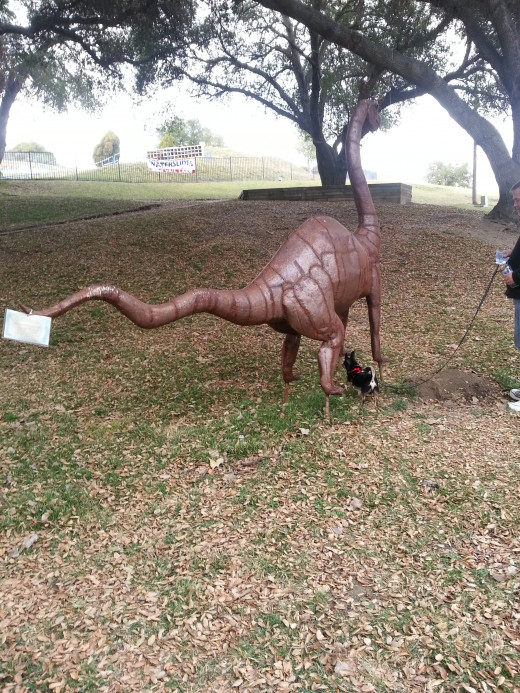 My Chihuahua Lou looks even smaller by this life sized Brontosaurus. 