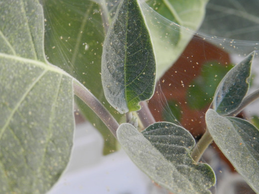 Spider mites and webs on Moonflower plant