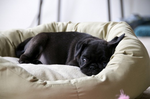 Sweet little black Pug puppy.