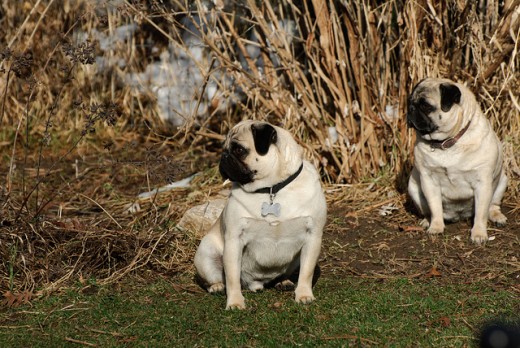 Pugs can be equally playful and dignified.