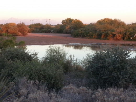 A part of the Riparian Reserve. If you look closely, you can see the Superstition Mountains in the background.