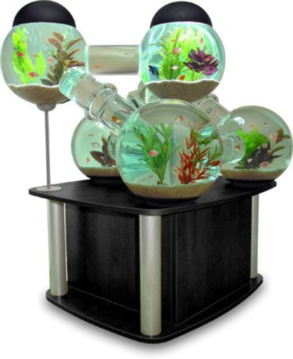 Keeping your Pet Fish Happy and Healthy - Setting up Fish Tank | HubPages