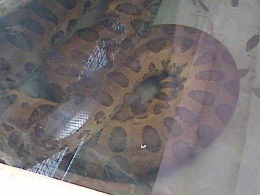 Giant Anoconda Snake @ Emperor Valley Zoo Trinidad