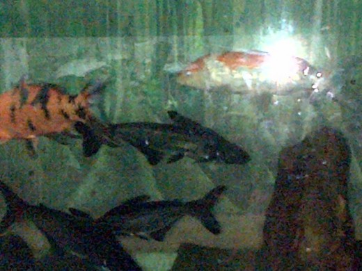 Fishes @ Emperor Valley Zoo