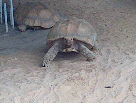 Tortoise @ the Emperor Valley Zoo