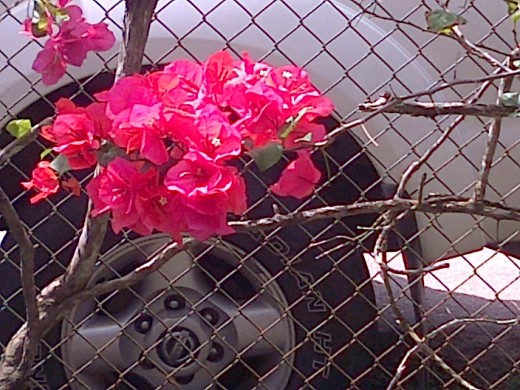 Pretty Pink flower @ Emperor Valley Zoo