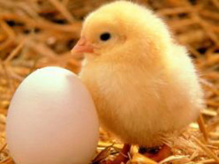 Before You Eat Another Egg, Read This