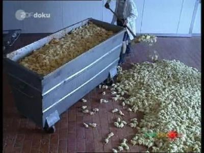 Male chicks hold no economic value, therefore, have no life value to the egg industry.
