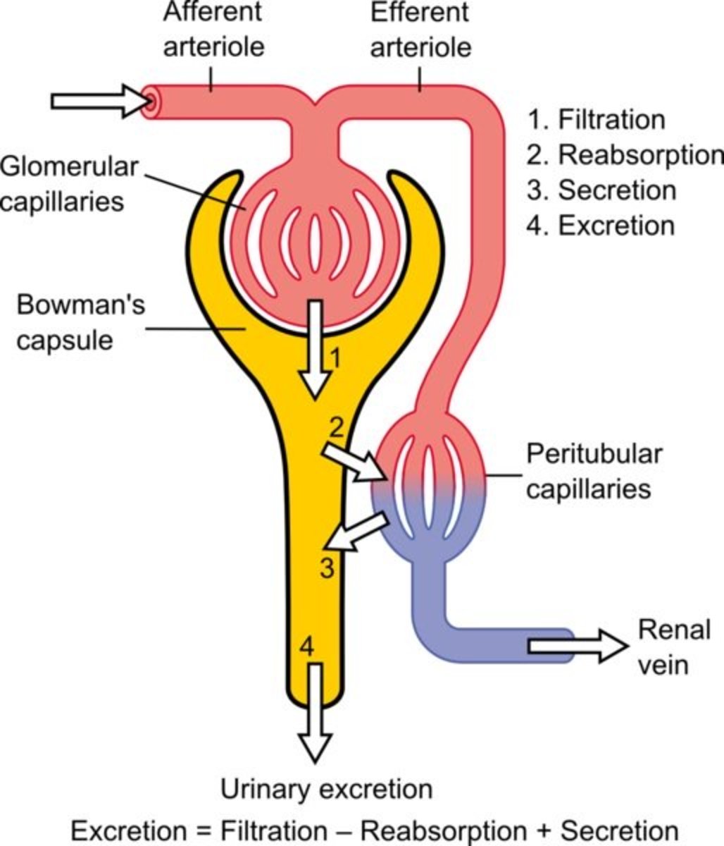 Mechanism Of Urine Formation Flow Chart