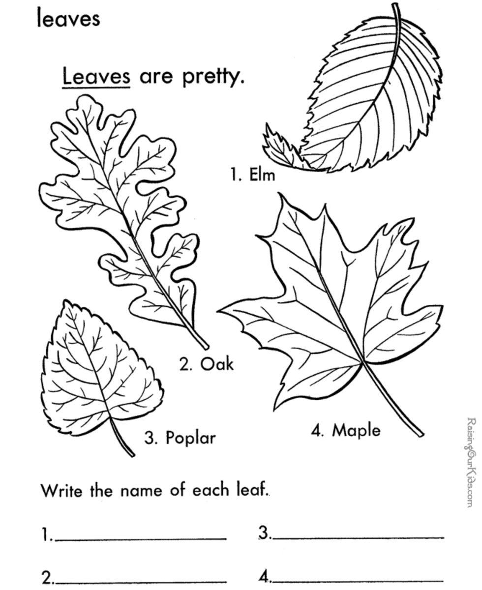 Leaf Printable Coloring Pages | hubpages