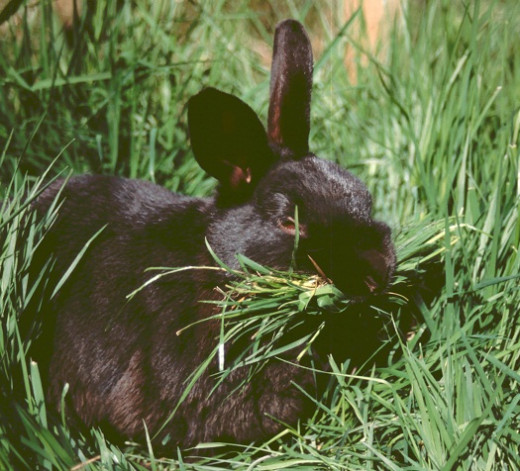 Pet rabbit gathering grass for a nest