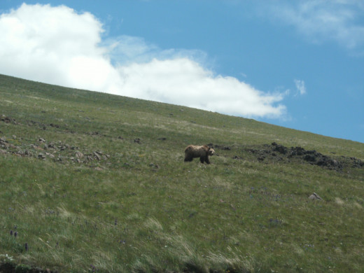 Grizzly Bear at Yellowstone National Park letting me know its comfort zone boundary.   