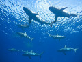What is a Shark Feeding Frenzy?