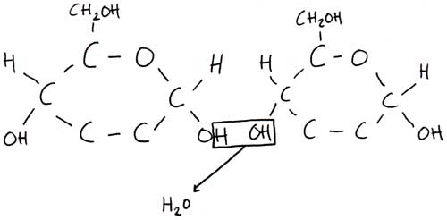 Two alpha-glucose molecules forming a disaccharide molecule.