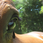 Horseless Rider profile image