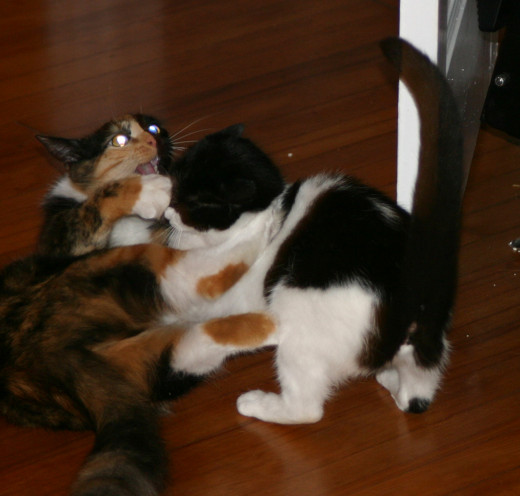A happy memory of our kittens playing together. Nine years later, they are a lot less frisky!