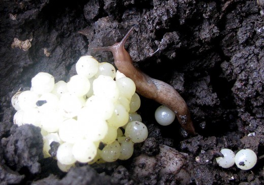 Slug eggs found under a stone. A baby slug has already hatched.