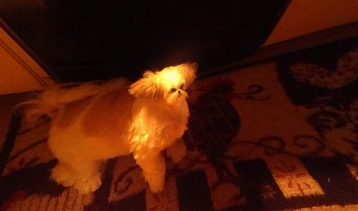 The distortion lens feature on the camera is entertaining.  It makes for one silly looking dog.  Taken without flash.
