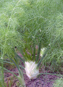 Fennel: Culinary Uses and Health Benefits, Especially Regarding Women