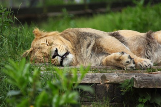 Melatonin can help people who suffer with sleep issues and disturbances to get a good night's sleep. 