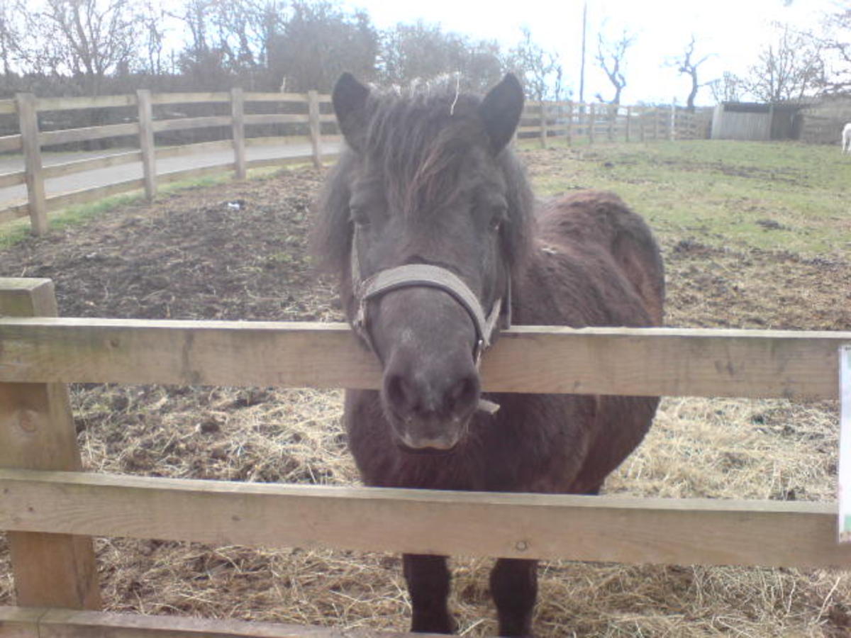 Another angle of the Shetland pony.