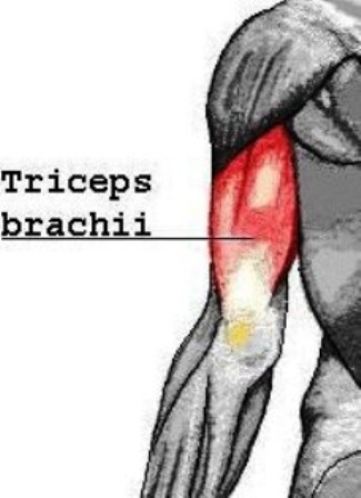 Triceps Muscle