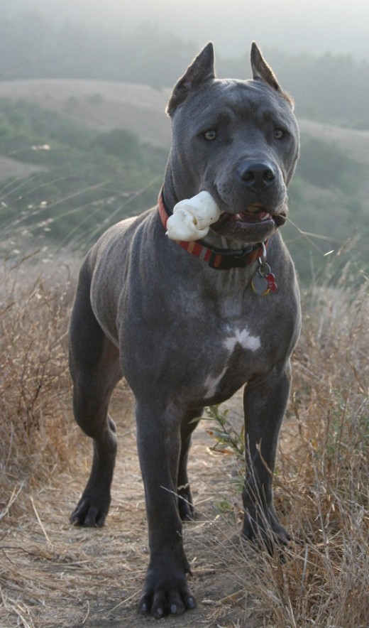 Best Roman Dog Names For My Cane Corso PetHelpful