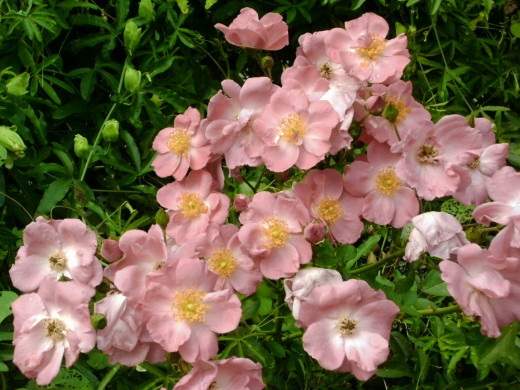 This wonderful rose, probably in the floribunda class, puts out bouquets throughout the season. I only becomes conservative during the hottest part of the summer. In the fall it provides a last hurrah before going dormant.