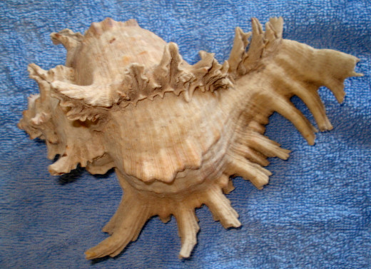 Part of the Animal of the Murex Shells Were Used in Making the Dye