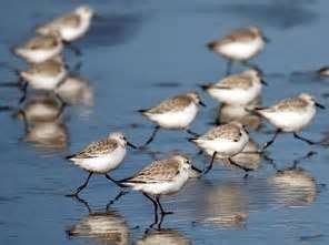 Grays Harbor Wildlife Refuge
