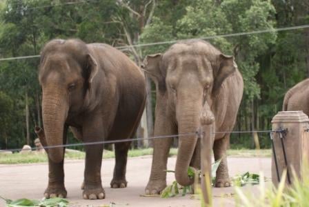 Elephants in their enclosure at Australia Zoo, photographed by Ralph Edgell