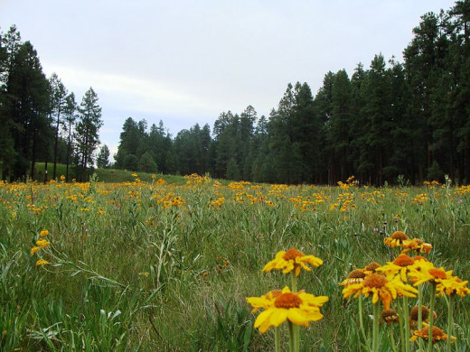 Zereshk took this photograph in the Apache-Sitgreaves National Forest on October 20, 2007. This is the forest from which Travis Walton, an Arizona logger, was purportedly abducted by aliens on November 5, 1975.