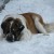 Enjoying the nice, cool snow, that's satisfaction Enjoying the nice, cool snow, that's satisfaction