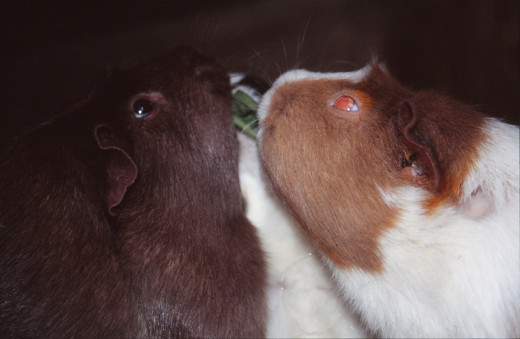Guinea pigs - Lady and the tramp moment