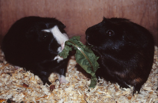 Guinea pigs eating dandelion